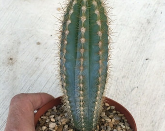 Pilosocereus azureus blue columnar cactus pilosocereus pachycladus 5 inches tall