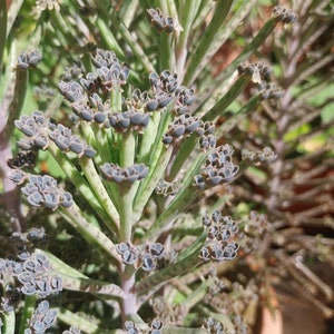 Kalanchoe  tubiflora  chandelier plant mother of thousands 2 plants  approx 3 inches tall mother of millions