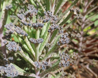 Kalanchoe  tubiflora  chandelier plant mother of thousands 2 plants  approx 3 inches tall mother of millions