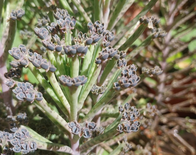 Kalanchoe  tubiflora  chandelier plant mother of thousands 2 plants  approx 3 inches tall mother of millions