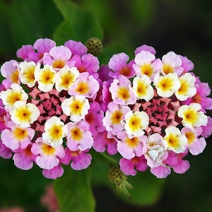 Op de afbeelding: Close-up van twee trossen roze en witte bloemen met gele centra. De bloemen zijn in een cirkelvormige opstelling gerangschikt, waardoor een symmetrisch ontwerp ontstaat.