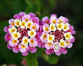 Lantana Camara 20 fresh seeds wild-sage, red-sage, white-sage Multi Coloured Flowers