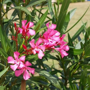 May include: A close-up of pink oleander flowers blooming on a green bush. The flowers have five petals and are clustered together in a bouquet.