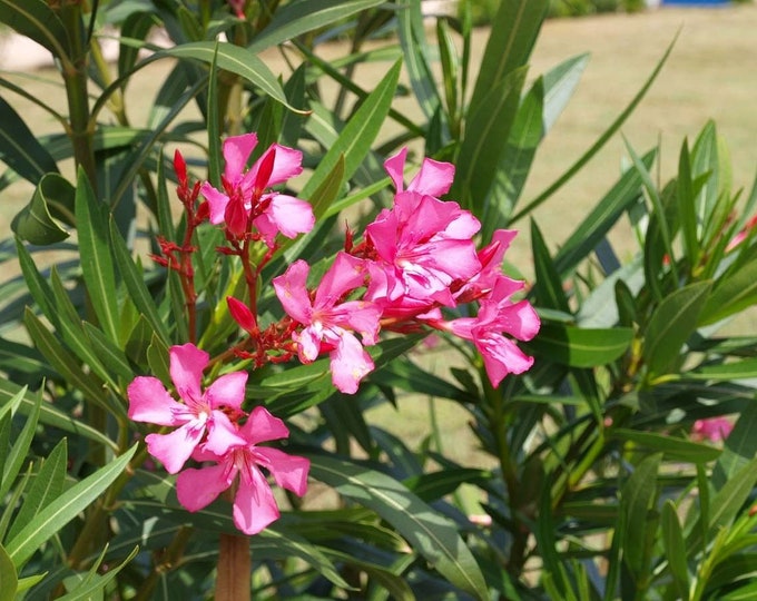 Nerium oleander Pink OLEANDER 50 Seeds Nice hardy Garden Shrub or houseplant