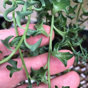 Peut inclure: Gros plan sur une plante succulente verte avec de longues tiges fines et de petites feuilles pointues. La plante pousse dans un pot et est tenue par une main.