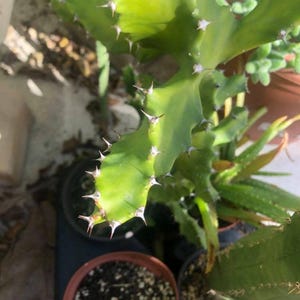 Dragon bone cactus - Etsy.de