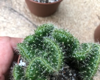 Mammillaria elongata f. cristata, crested mammillaria shipped in 6.5cm pot