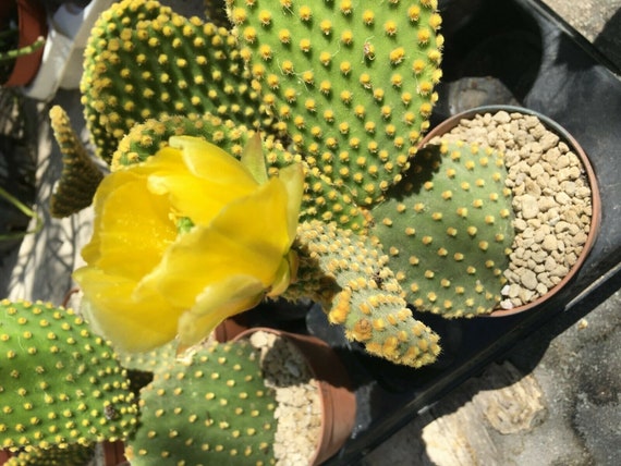 Hasenohren Kaktus Pad: Gelbe Opuntia Microdasys, Easy Grow - Etsy.de