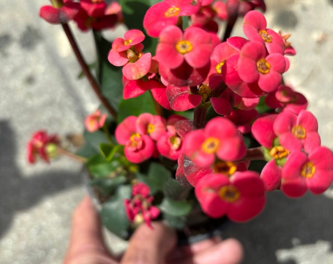 Euphorbia Milii plant - multi coloured flowers - 12cm pot - succulent plant for the plant in the photo