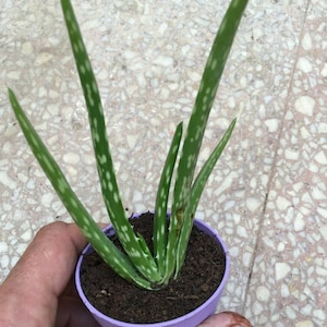 Aloe vera plant , approx 6 inches  medicinal indoor succulent in an 8.5cm pot
