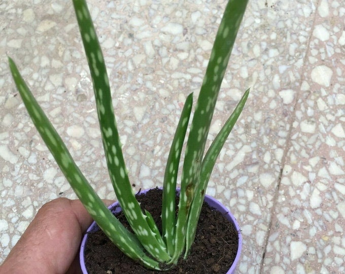 Aloe vera plant , approx 6 inches  medicinal indoor succulent in an 8.5cm pot