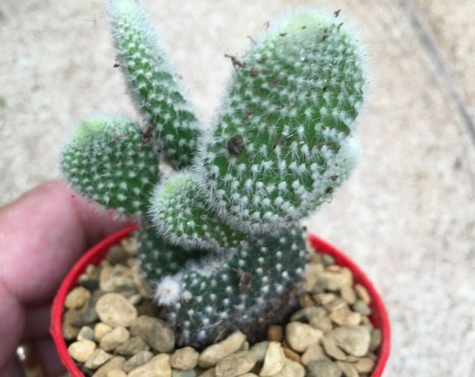 Opuntia microdasys var. albispina  white bunny ears cactus shipped in 6.5 cm pot