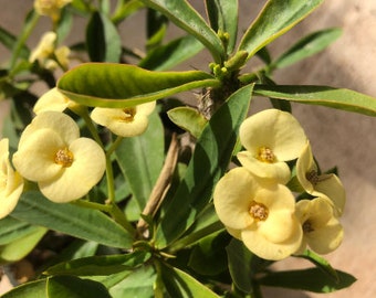 Euphorbia Milii plant - yellow flower - 12cm pot - succulent plant