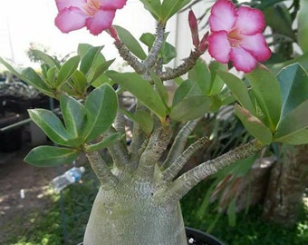 Adenium arabicum elephants foot nice plant grown from seed shipped in a 6.5cm