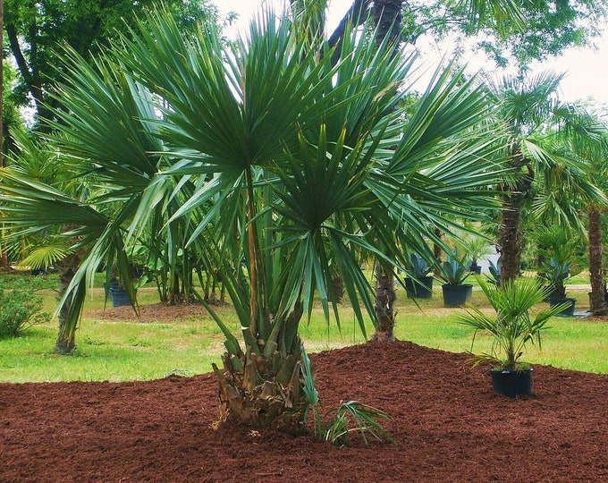 Sabal minor dwarf palmetto palm  10 seeds