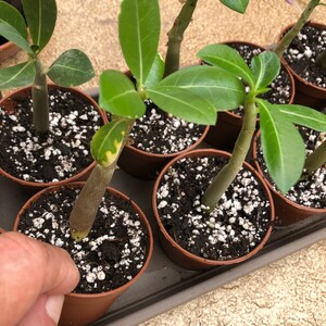 Adenium Arabicum Elephants Foot nice plant grown from seed Flowering House Plant image 3