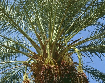 Peut inclure: Un grand palmier avec un tronc épais et de nombreuses frondes vertes. L'arbre est chargé de grappes de dattes mûres rouge foncé.