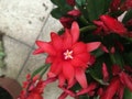 3 Red Easter Cactus leaves  rhipsalidopsis gaertneri product logo