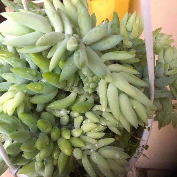 10 x leaf cutting of donkey tail, sedum morganianum, succulent