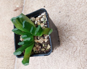 Haworthia Truncata shipped in a 2.5 inch square pot - also known as Horses Teeth