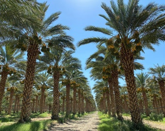 Peut inclure: Une plantation de palmiers dattiers avec des dattes mûres pendantes des branches. Les arbres sont plantés en rangées et un chemin de terre traverse le milieu de la plantation.