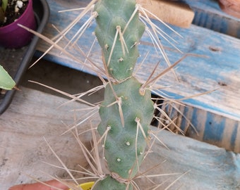 Tephrocactus articulatus v. papyracanthus cactus - large paper spine cactus 6.5 cm pot