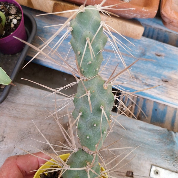 Tephrocactus articulatus v. papyracanthus cactus - grand cactus à épine en papier pot de 6,5 cm