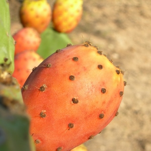 May include: Close-up of a prickly pear cactus fruit, showing its bright orange skin and small, dark brown bumps.