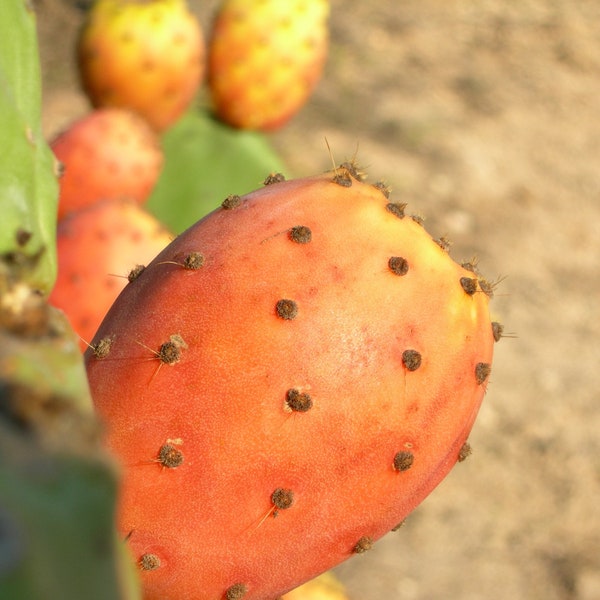 Mediterraner Feigenkaktus - Opuntia Ficus-Indica ein Pad Orangenfrucht