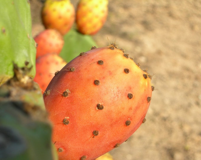 Mediterranean prickly pear cactus - opuntia ficus-indica one pad orange fruit