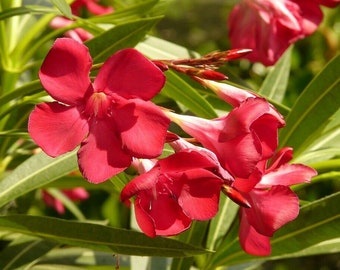 Nerium oleander Red OLEANDER 50 Seeds Nice hardy Garden Shrub or houseplant