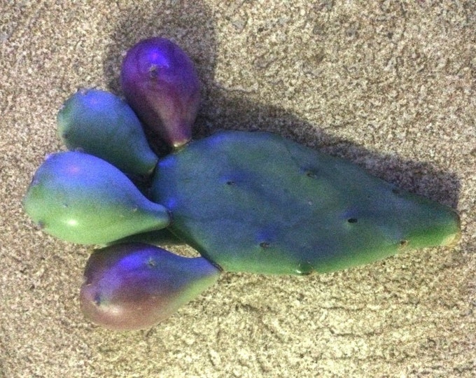 Minature cactus opuntia ficus-indica one prickly pear pad freshly cut Free shipping