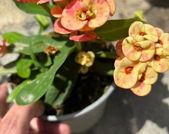 Euphorbia Milii plant - multi coloured flowers - 12cm pot - succulent plant for the plant in the photo