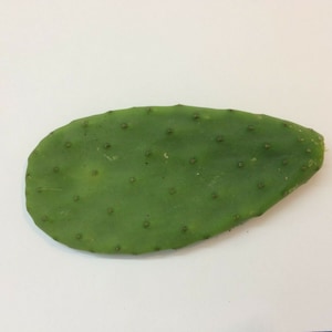 Cactus opuntia ficus-indica  one prickly pear pad