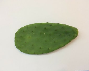 Cactus opuntia ficus-indica una tuna