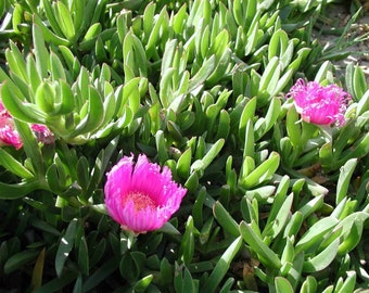 Carpobrotus acinaciformis  plant in a 6.5cm pot mesembryanthemum  pig face pink, sally-my-handsome ice plant pigface