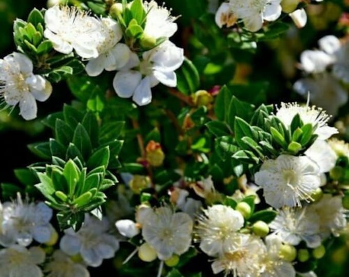 Myrtus Communis 20 Fresh seeds Common Myrtle  Very Hardy White Flowers Small Blue Fruit  Free Shipping