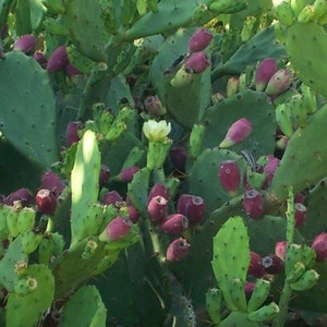 Medelhavskaktus med fikonkaktus - opuntia ficus-indica en pad lila frukt välj storlek