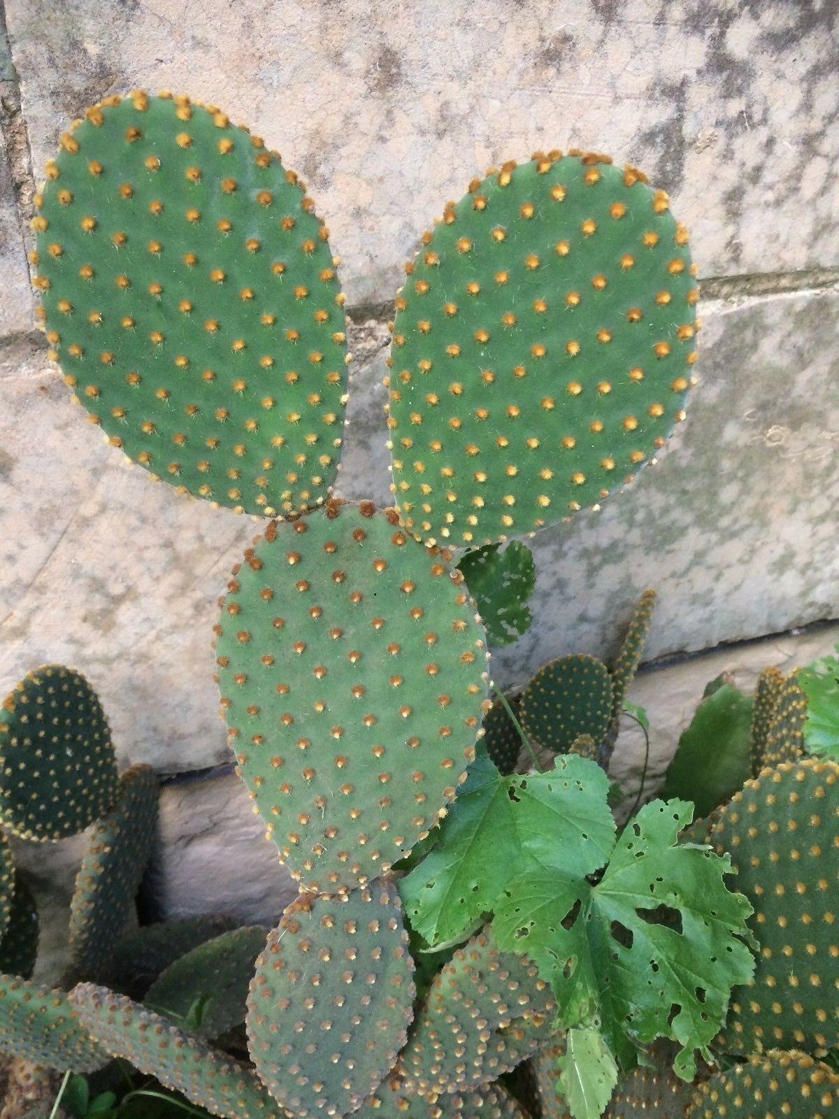 Opuntia microdasys yellow one high quality fresh unrooted pad bunny
