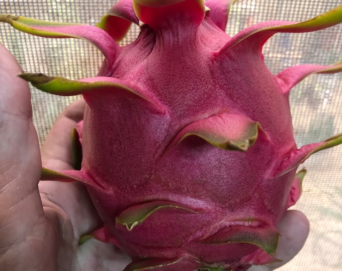 Giant Vietnam Jaina 20 seeds dragon fruit–pitaya - edible- easy growing houseplant! cacti indoor self polinating variety