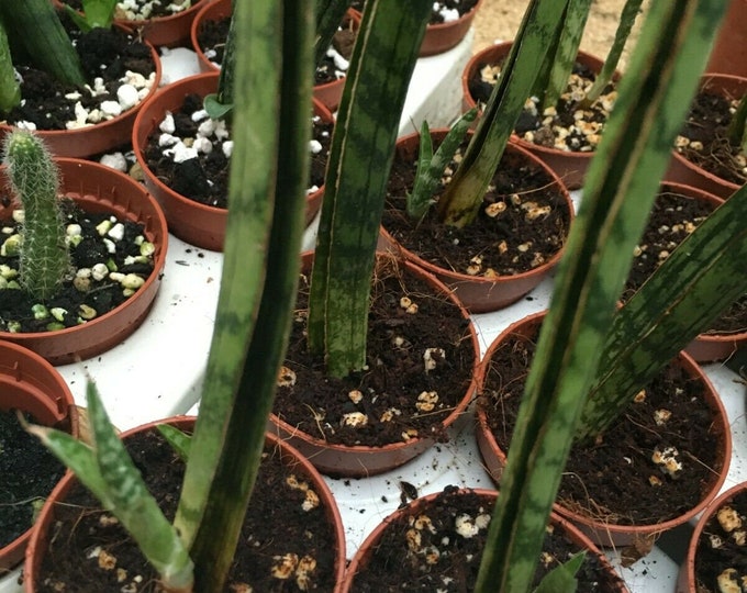 Sansevieria fernwood shipped in a 6.5cm pot fernwood snake plant 6 inches tall