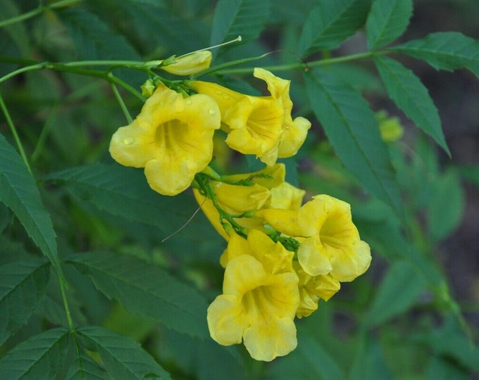 Tecoma stans - yellow bells - beautiful flowering shrub - 15 fresh seeds