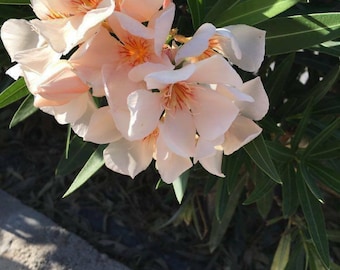 Nerium oleander mixed oleander 50 seeds pink oleander  white oleander  red oleander  salmon oleander