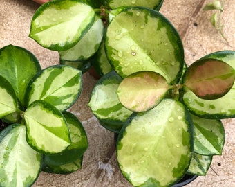 Hoya  australis lisa - wax plant - one plant in a 6.5cm pot  - grows stunning flowers