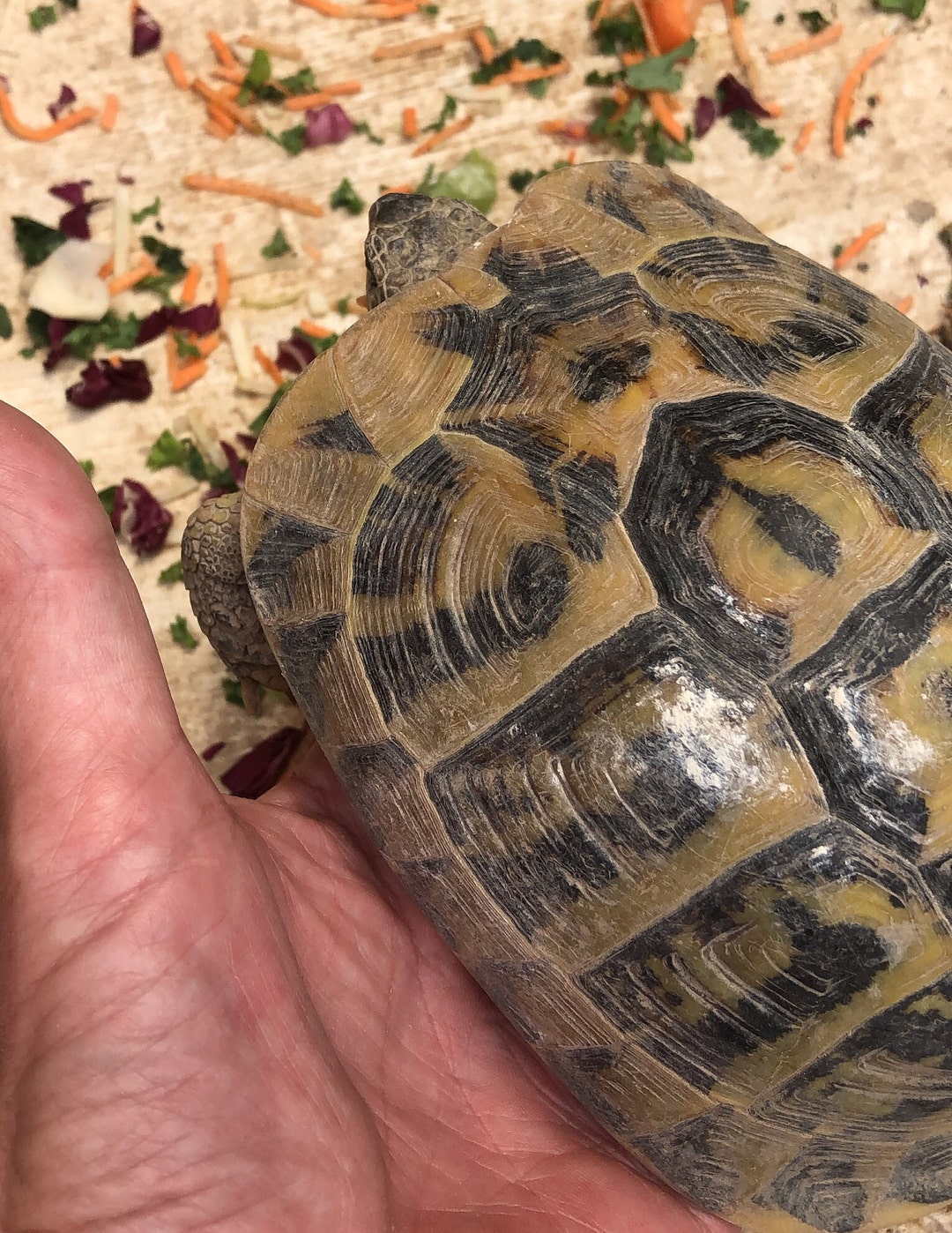 Tortoise Food Young Prickly Pear Pads Cactus Opuntia Ficusindica Young