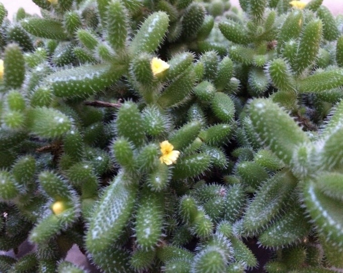 Delosperma echinatum pickle cactus one plant in a 6.5cm pot