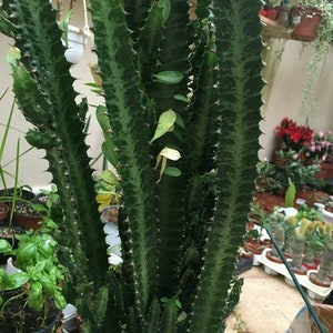 Euphorbia trigona - Corte de 3-4 pulgadas - árbol de leche africano