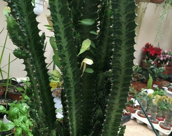 Euphorbia trigona - 3-4 inch cutting - african milk tree