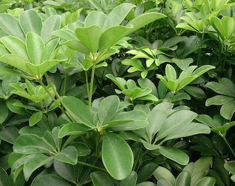 Casuarina Di Cunningham - Casuarina Cunninghamiana (Cura