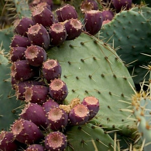 20 Seeds Mediterranean Prickly Pear Cactus Opuntia Vulgaris Free shipping Grows sweet edible fruit image 2